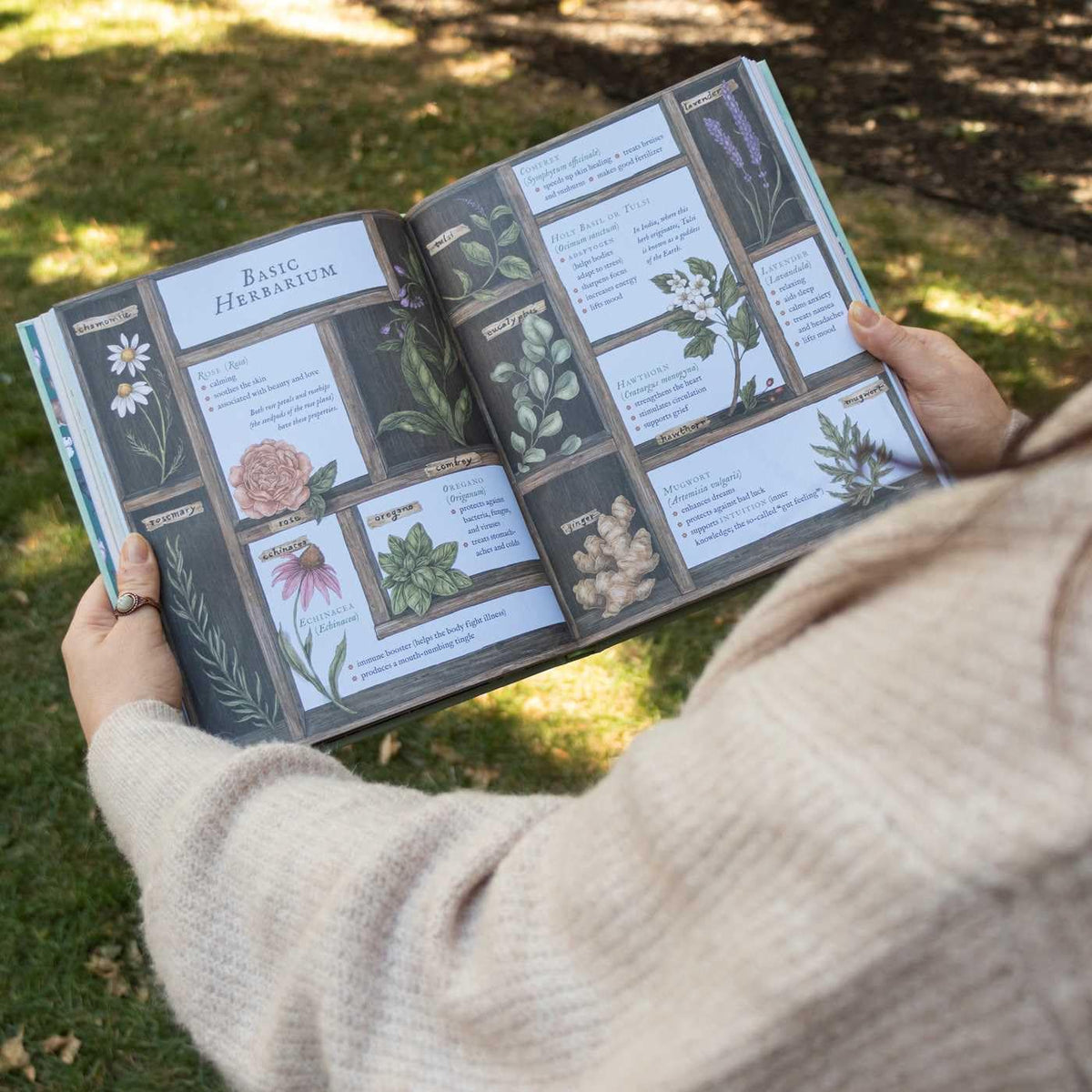 The Wheel of the Year: An Illustrated Guide to Nature's Rhythms by Fiona Cook, Jessica Roux