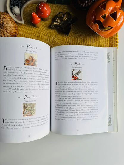 Flower Fairies of the Winter: A Celebration by Cicely Mary Barker